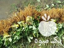 فروش نشا‌‌‌‌ توت فرنگی در مریوان در گروه خرید فروش نشا - انواع گوجه برنج کاهو پیاز کاری فرنگی در یکمیوه -عکس1