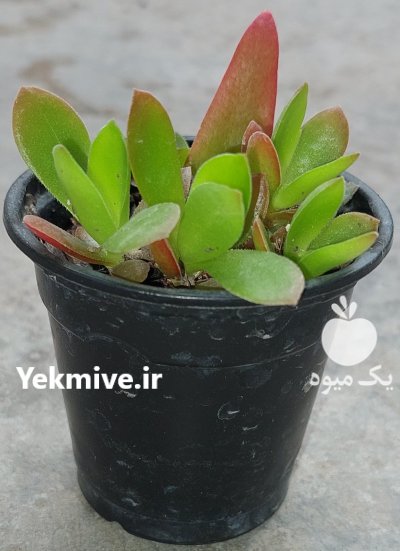 فروش فوری گل های بسیار زیبا و قشنگ در ساری در گروه خرید فروش عمده انواع گل - پروش قاشقی موسی ساکولنت بن سای در یکمیوه -عکس1