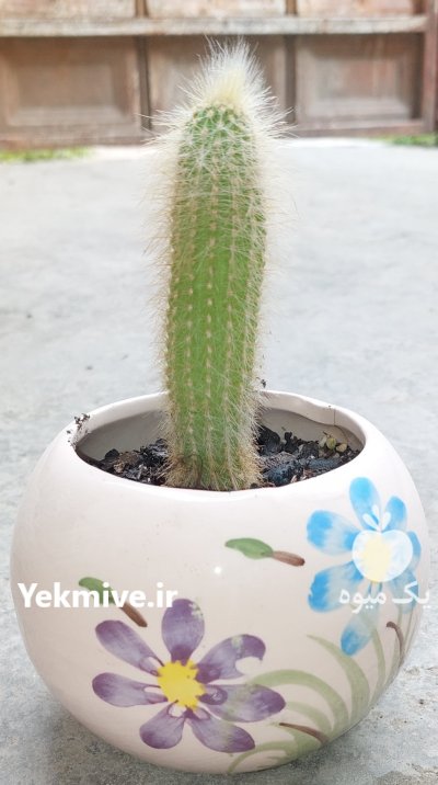 فروش فوری گل های بسیار زیبا و قشنگ در ساری در گروه خرید فروش عمده انواع گل - پروش قاشقی موسی ساکولنت بن سای در یکمیوه -عکس2