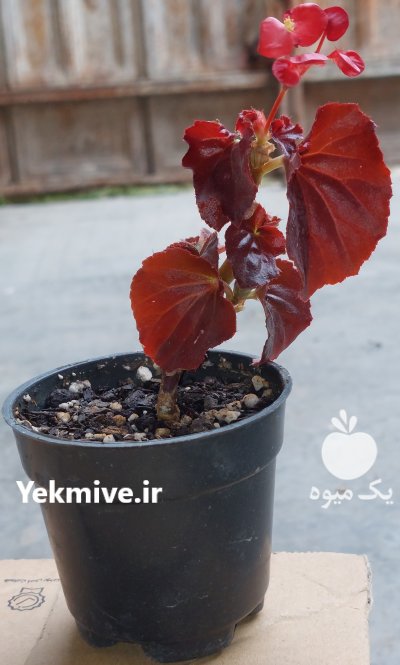 فروش فوری گل های بسیار زیبا و قشنگ در ساری در گروه خرید فروش عمده انواع گل - پروش قاشقی موسی ساکولنت بن سای در یکمیوه