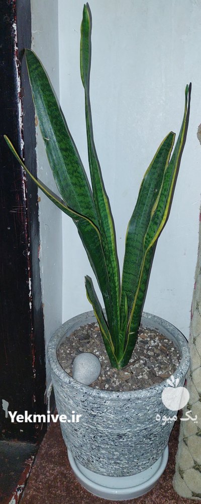 فروش فوری گل های بسیار زیبا و قشنگ در ساری در گروه خرید فروش عمده انواع گل - پروش قاشقی موسی ساکولنت بن سای در یکمیوه -عکس4