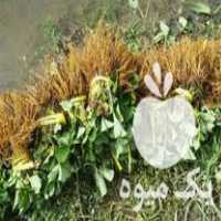 فروش نشا‌‌‌‌ توت فرنگی در مریوان در گروه خرید فروش نشا - انواع گوجه برنج کاهو پیاز کاری فرنگی در یکمیوه