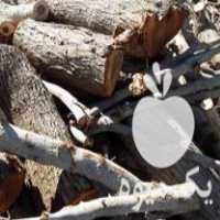 فروش چوب توت آکا سیا انارو اکالیپتوس در کرمان  در گروه خرید فروش عمده چوب- زغال چوب گردو تبریزی خام در یکمیوه