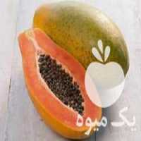 فروش نهال پاپایا ردلیدی پاکوتاه خربزه درختی در ساری در گروه خرید فروش نهال - انواع گردو پسته بادام سلطانی انگور در یکمیوه