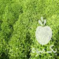 فروش سبزی نعناع تازه از باغ ارگانیک عمده و جزیی در مشهد در گروه خرید فروش اتصالات و تجهیزات آبیاری - شیر لوله نوار در یکمیوه