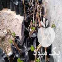 فروش قلمه انگور در کلات در گروه خرید فروش عمده انگور - یاقوتی شانی عسگری بی دانه قرمز در یکمیوه