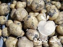 سیب زمینی فروش سیب زمینی بذری و سیب زمینی شهرستانی در بهار  در گروه خرید فروش عمده سیب زمینی - زودرس دیررس آگریا اسپریت اردبیل همدان در یکمیوه -عکس1