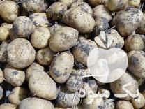 فروش سیب زمینی بذری و سیب زمینی شهرستانی در همدان در گروه خرید فروش عمده سیب زمینی - زودرس دیررس آگریا اسپریت اردبیل همدان در یکمیوه -عکس1