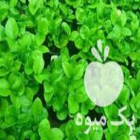 فروش سبز نارنج و مینا و شب بو اف یک به صورت عمده و تک در ساری در گروه خرید فروش عمده نارنج - میوه شمال جنوب خرید و فروش عمده در یکمیوه