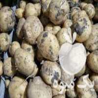 سیب زمینی فروش سیب زمینی بذری و سیب زمینی شهرستانی در بهار  در گروه خرید فروش عمده سیب زمینی - زودرس دیررس آگریا اسپریت اردبیل همدان در یکمیوه