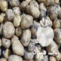 فروش سیب زمینی بذری و سیب زمینی شهرستانی در همدان در گروه خرید فروش عمده سیب زمینی - زودرس دیررس آگریا اسپریت اردبیل همدان در یکمیوه