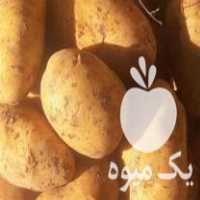 فروش سیب زمینی بذری فریدن سوپر اسپریت 98 در اصفهان در گروه خرید فروش عمده سیب زمینی - زودرس دیررس آگریا اسپریت اردبیل همدان در یکمیوه