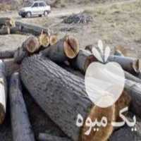 خرید چوب با بالاترین قیمت ضایعات کیلوی 1300 تومان در ارومیه در گروه خرید فروش عمده چوب- زغال چوب گردو تبریزی خام در یکمیوه
