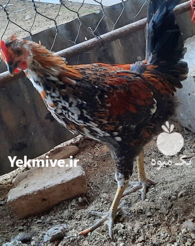 خروس گلین در اسلامشهر در گروه مرغ و خروس و بوقلمون و اردک قو قاز در یکمیوه