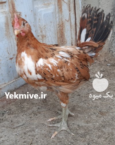 خروس گلین در اسلامشهر در گروه مرغ و خروس و بوقلمون و اردک قو قاز در یکمیوه -عکس3