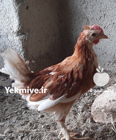 خروس گلین در اسلامشهر در گروه مرغ و خروس و بوقلمون و اردک قو قاز در یکمیوه -عکس4