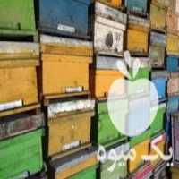 فروش کندو خالی زنبور عسل در گرگان در گروه زنبورعسل - زنبورداری نوین صنعتی مدرن کندو در یکمیوه