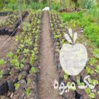 فروش عرضه نهالهای کیوی هایوارد وتوسرخ در تنکابن در گروه خرید فروش نهال - انواع گردو پسته بادام سلطانی انگور در یکمیوه