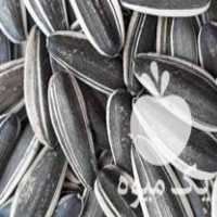 فروش بذرمادرتخمه کانادایی وبذرتخمه کدوگوشتی خارجی در کرمانشاه در گروه خرید فروش عمده آفتابگردان - تخمه خوی دیم گل در یکمیوه