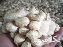 فروش بادام زمینی بذری گلی نمونه افتاب خشک‌شده در اردبیل در گروه بادام - درختی کوهی زمینی فروش عمده در یکمیوه -عکس1