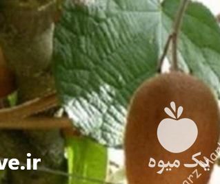 فروش کیوی در سردخانه ، باردرشت وسفت ،  در تنکابن در گروه خرید فروش عمده کیوی - صادراتی مازندران تنکابن تالش در یکمیوه -عکس1