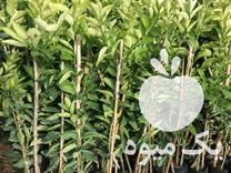 خرید نهال لیمو ترش پرشین در گروه خرید و فروش نهال در یکمیوه -عکس1