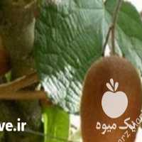 فروش کیوی در سردخانه ، باردرشت وسفت ،  در تنکابن در گروه خرید فروش عمده کیوی - صادراتی مازندران تنکابن تالش در یکمیوه
