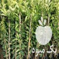 خرید نهال لیمو ترش پرشین در گروه خرید و فروش نهال در یکمیوه