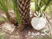 فروش انواع پاجوش نخل در دزفول در گروه خرید فروش عمده خرما - کبکاب تازه زاهدی خشک خارک در یکمیوه -عکس1