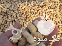 فروش بادام زمینی گلی مرغوب برای بذر در اردبیل در گروه بادام - درختی کوهی زمینی فروش عمده در یکمیوه -عکس1