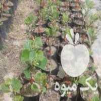 فروش نهال کیوی پیوندی در تنکابن در گروه خرید فروش نهال - انواع گردو پسته بادام سلطانی انگور در یکمیوه