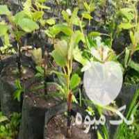 فروش نهال کیوی هایوارد طلائی در ساری در گروه خرید فروش نهال - انواع گردو پسته بادام سلطانی انگور در یکمیوه