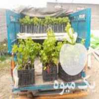 فروش نهال گلدانی انگور ارقام ایرانی و خارجی در سبزوار در گروه خرید فروش نهال - انواع گردو پسته بادام سلطانی انگور در یکمیوه