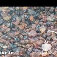 فروش کشمش سایه خشک در تهران در گروه آجیل - فروش عمده محصولات در یکمیوه