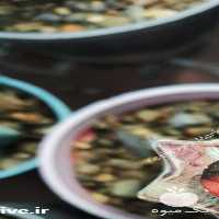 فروش کاکتوس آستریاس نیشیکی ابلق پیوندی در اصفهان در گروه خرید فروش عمده گیاهان زینتی - گرمسیری آپارتمانی باغچه آب در یکمیوه