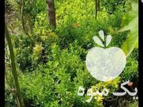 فروش گل و گیاه باغچه ای کاج شمشاد تویا لاوسون سیکاس و  در رودسر در گروه خرید فروش عمده گیاهان زینتی - گرمسیری آپارتمانی باغچه آب در یکمیوه -عکس1