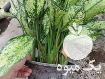 فروش گل آپارتمانی در عباس آباد در گروه خرید فروش عمده گیاهان زینتی - گرمسیری آپارتمانی باغچه آب در یکمیوه -عکس1