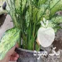 فروش گل آپارتمانی در عباس آباد در گروه خرید فروش عمده گیاهان زینتی - گرمسیری آپارتمانی باغچه آب در یکمیوه