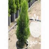 فروش کاج لاوسون و نهال مرکبات در ساری در گروه خرید فروش نهال - انواع گردو پسته بادام سلطانی انگور در یکمیوه