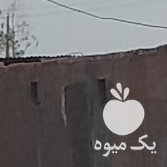 فروش کره اسب مادیون در رفسنجان در گروه اسب و الاغ خر و فروش قاطر- ترکمن عربی سفید نر و ماده در یکمیوه -عکس1