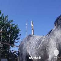 فروش اسب عرب دوسال و نیم تازه سواری در اصفهان در گروه اسب و الاغ خر و فروش قاطر- ترکمن عربی سفید نر و ماده در یکمیوه