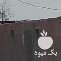 فروش کره اسب مادیون در رفسنجان در گروه اسب و الاغ خر و فروش قاطر- ترکمن عربی سفید نر و ماده در یکمیوه