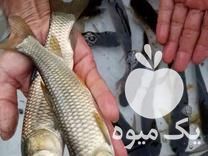 فروش ماهی کوی و کپور و قرمز در همدان در گروه ماهی کپور - ماهیان معمولی علف خوار پرورشی خرید و فروش در یکمیوه -عکس1