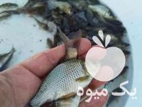 فروش انواع بچه ماهی گوشتی کپور وامور در همدان در گروه ماهی کپور - ماهیان معمولی علف خوار پرورشی خرید و فروش در یکمیوه -عکس1