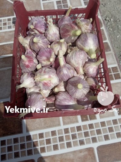 فروش سیر قرمز 100 درصد ارگانیک در میناب در گروه خرید فروش عمده سیر - تازه خام ترشی خشک صادراتی در یکمیوه