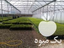 فروش نشا صیفی جات در بوئین زهرا در گروه خرید فروش نشا - انواع گوجه برنج کاهو پیاز کاری فرنگی در یکمیوه -عکس1