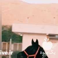 فروش اسب کره مادیان مشکی واکسی در شیراز در گروه اسب و الاغ خر و فروش قاطر- ترکمن عربی سفید نر و ماده در یکمیوه