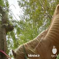 فروش اسب نریان سمند در تهران در گروه اسب و الاغ خر و فروش قاطر- ترکمن عربی سفید نر و ماده در یکمیوه