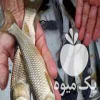 فروش ماهی کوی و کپور و قرمز در همدان در گروه ماهی کپور - ماهیان معمولی علف خوار پرورشی خرید و فروش در یکمیوه