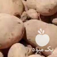 فروش سیب زمینی بذری کشت قیدار در همدان در گروه خرید فروش عمده سیب زمینی - زودرس دیررس آگریا اسپریت اردبیل همدان در یکمیوه